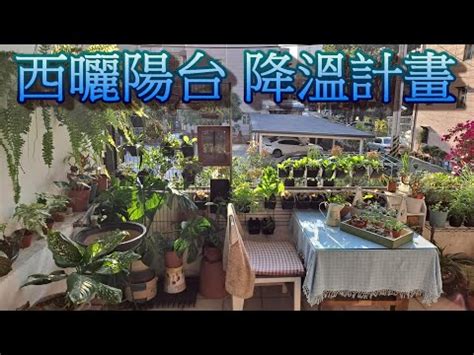 西曬陽台樹木|【陽台植栽】15 種陽台植栽推薦｜新手也能輕鬆養出 